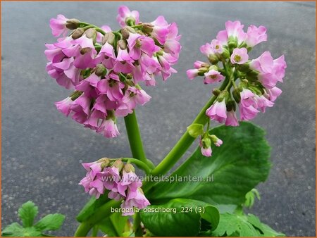 Bergenia 'Oeschberg'