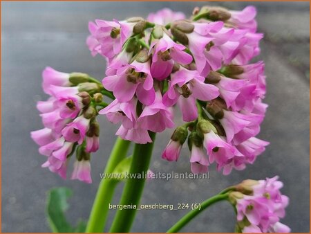 Bergenia 'Oeschberg'