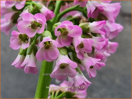 Bergenia 'Oeschberg'