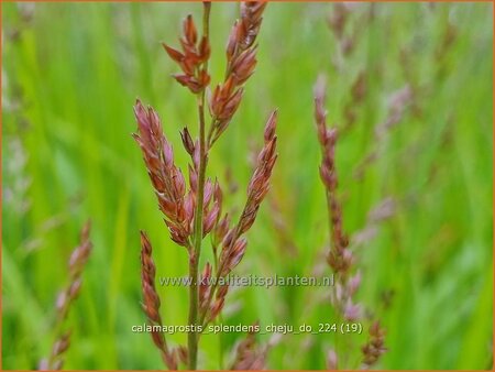 Calamagrostis splendens 'Cheju-Do'