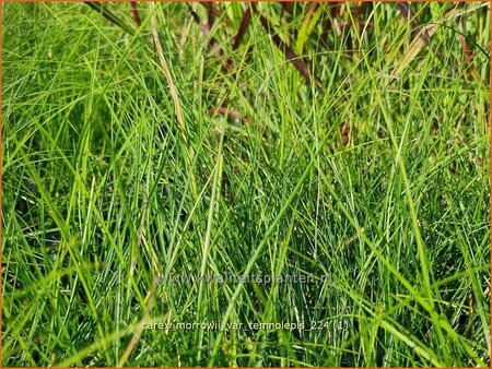 Carex morrowii var. temnolepis