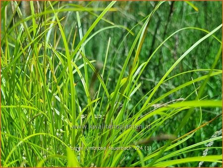 Carex umbrosa 'Feuerbach'