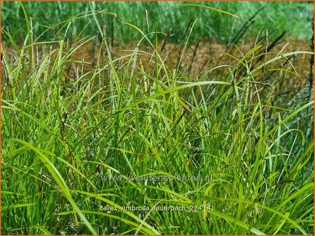 Carex umbrosa 'Feuerbach'