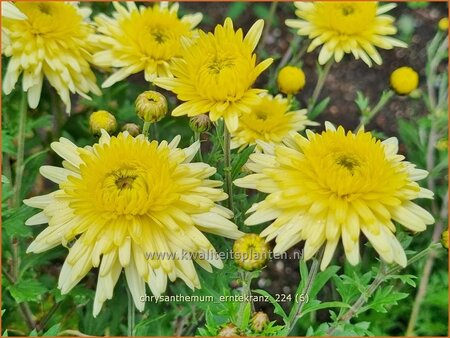 Chrysanthemum 'Erntekranz'