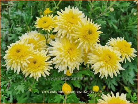 Chrysanthemum 'Erntekranz'