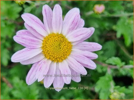 Chrysanthemum 'Hebe'