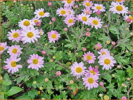 Chrysanthemum 'Hebe'