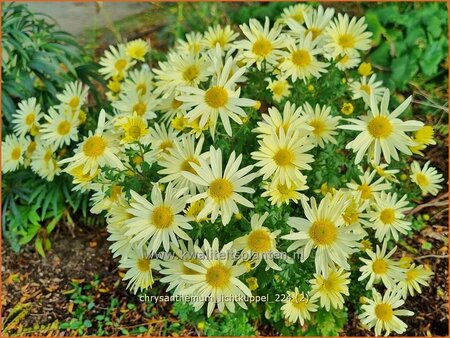 Chrysanthemum 'Lichtkuppel'