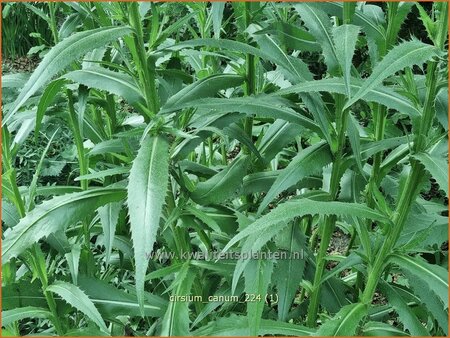 Cirsium canum