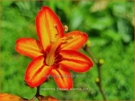 Crocosmia 'Firestars Scorchio'