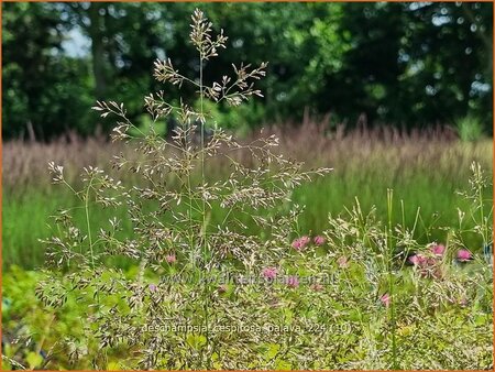 Deschampsia cespitosa 'Palava'