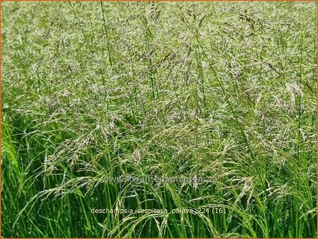 Deschampsia cespitosa 'Palava'