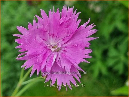 Dianthus 'Double Rose'