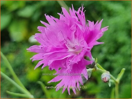 Dianthus 'Double Rose'