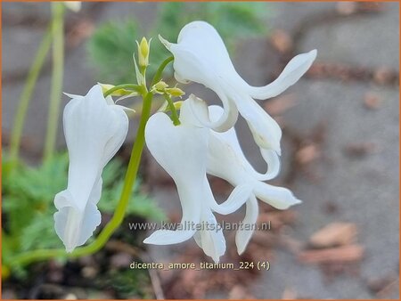 Dicentra 'Amore Titanium'