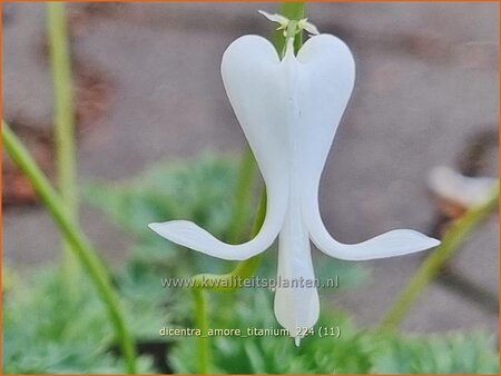 Dicentra 'Amore Titanium'