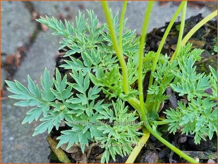 Dicentra 'Amore Titanium'