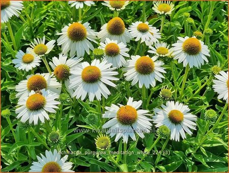 Echinacea purpurea 'Meditation White'