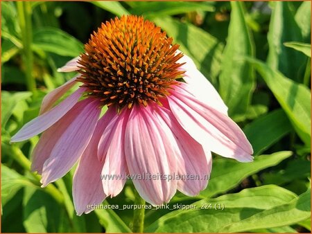 Echinacea purpurea 'Pink Skipper'