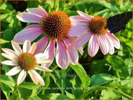 Echinacea purpurea 'Pink Skipper'