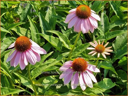 Echinacea purpurea 'Pink Skipper'