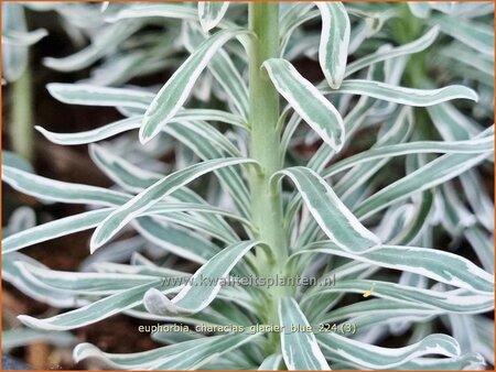 Euphorbia characias 'Glacier Blue'