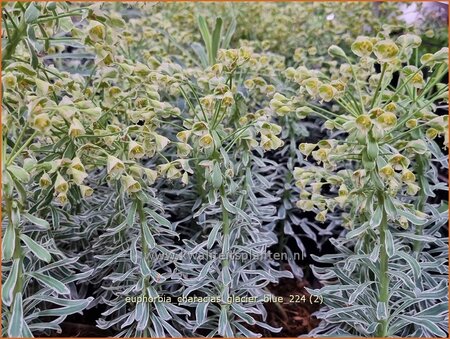 Euphorbia characias 'Glacier Blue'