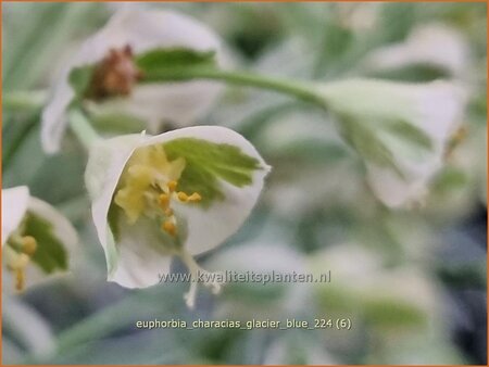 Euphorbia characias 'Glacier Blue'