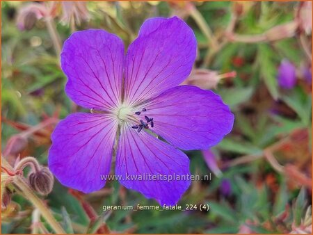 Geranium 'Femme Fatale'