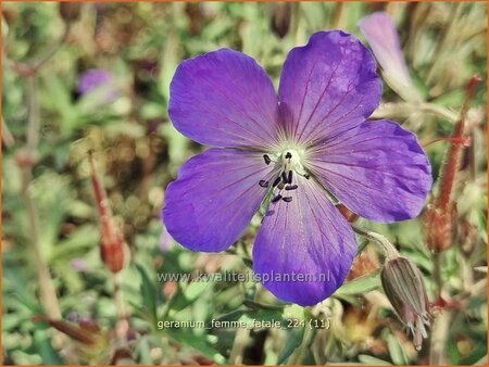 Geranium 'Femme Fatale'