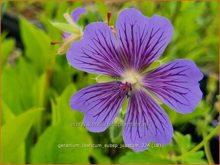 Geranium ibericum subsp. jubatum