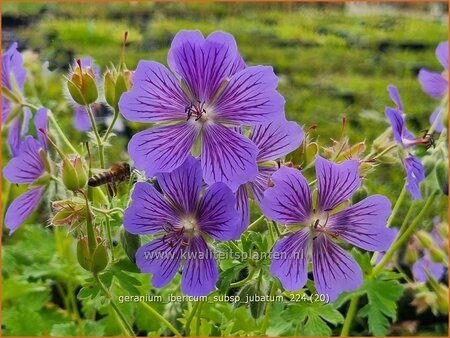 Geranium ibericum subsp. jubatum