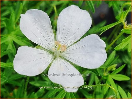 Geranium sanguineum &#39;Album&#39;