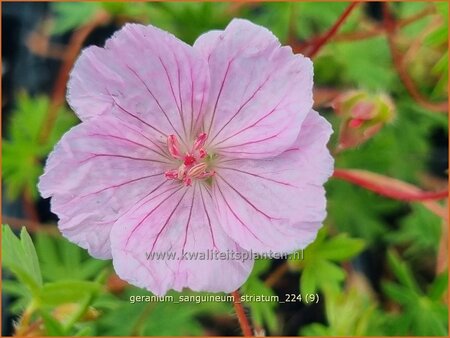 Geranium sanguineum striatum