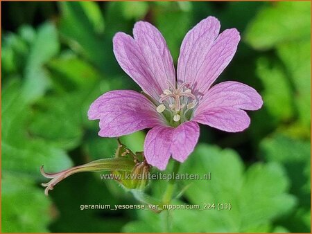 Geranium yesoense var. nipponicum