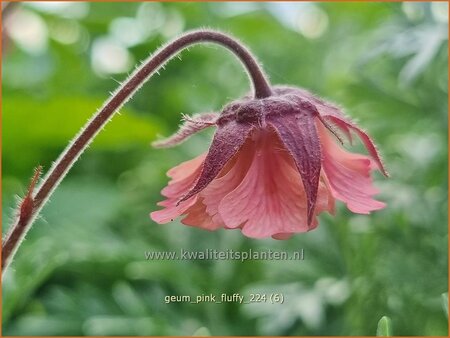 Geum &#39;Pink Fluffy&#39;