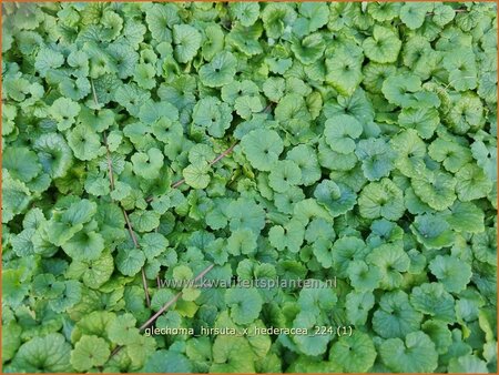 Glechoma hirsuta x hederacea