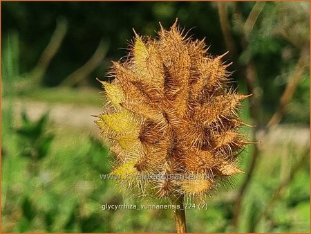 Glycyrrhiza yunnanensis