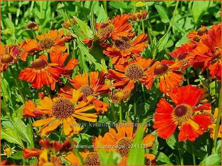 Helenium 'Kupferziegel'