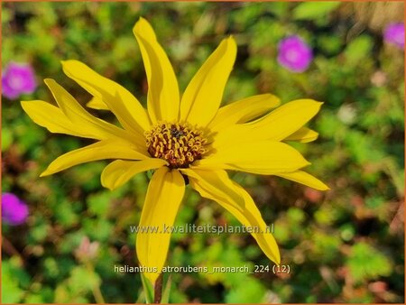 Helianthus atrorubens &#39;Monarch&#39;