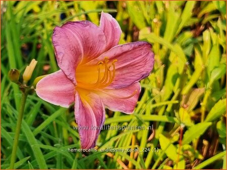 Hemerocallis &#39;Endlesslily Coral&#39;