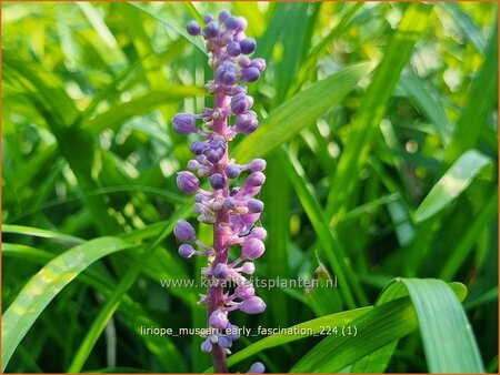 Liriope muscari 'Early Fascination'