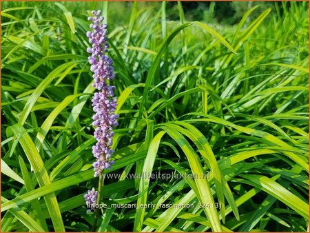 Liriope muscari 'Early Fascination'