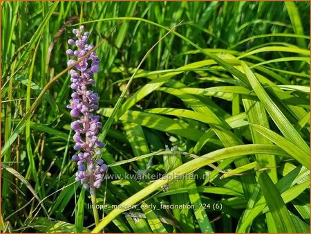 Liriope muscari 'Early Fascination'