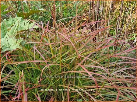 Miscanthus sinensis 'Rotsilber' (pot 11 cm)