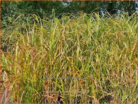 Miscanthus sinensis 'Sunset'