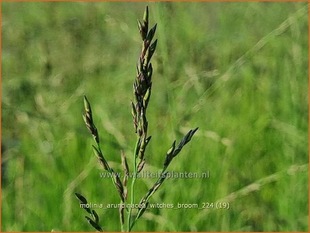 Molinia arundinacea 'Witches Broom'