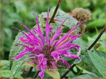 Monarda &#39;Huckleberry&#39;