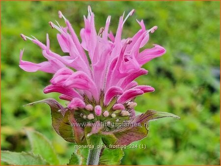 Monarda 'Pink Frosting'