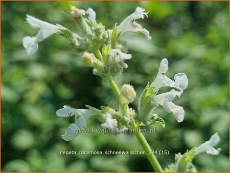 Nepeta racemosa 'Schneeweißchen'